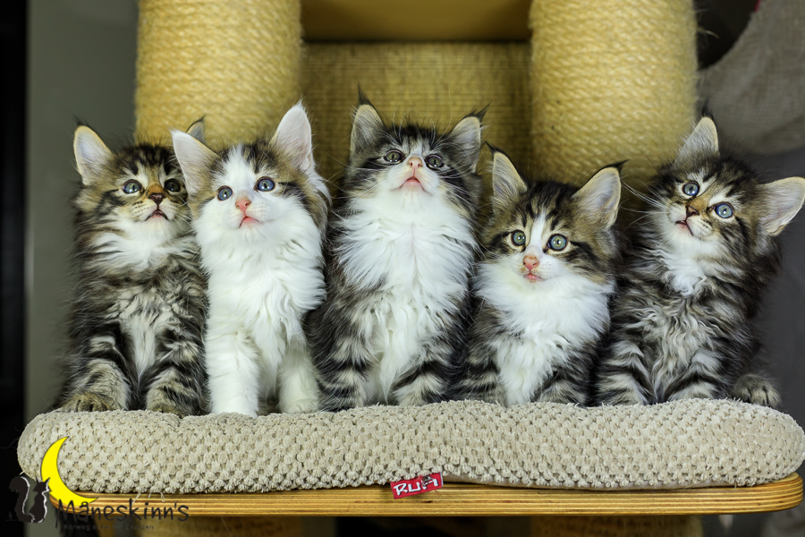 Wurf M (48 Tage alt)