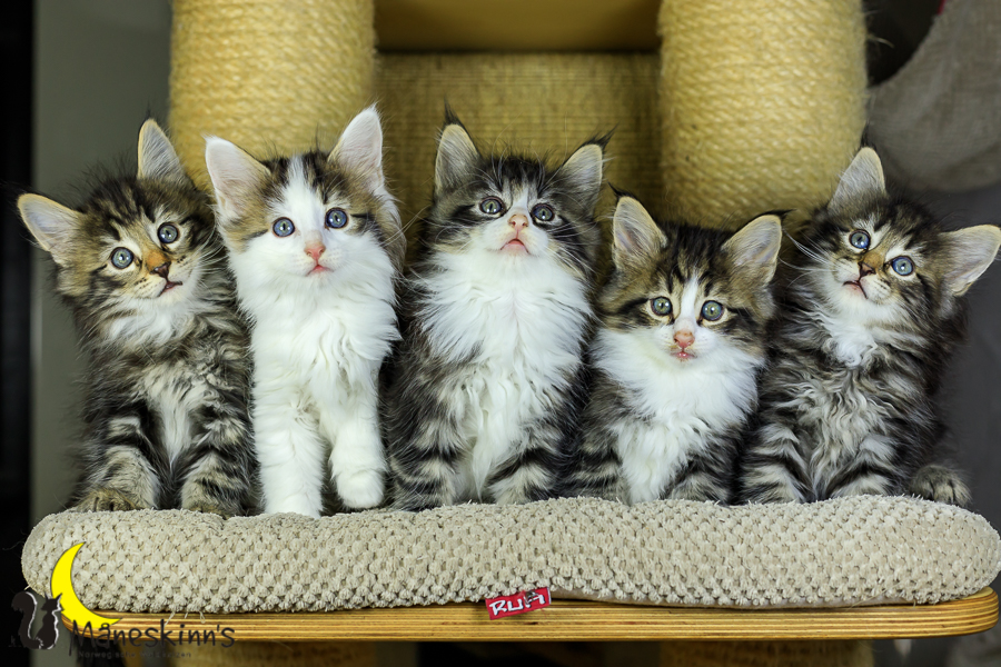 Wurf M (48 Tage alt)