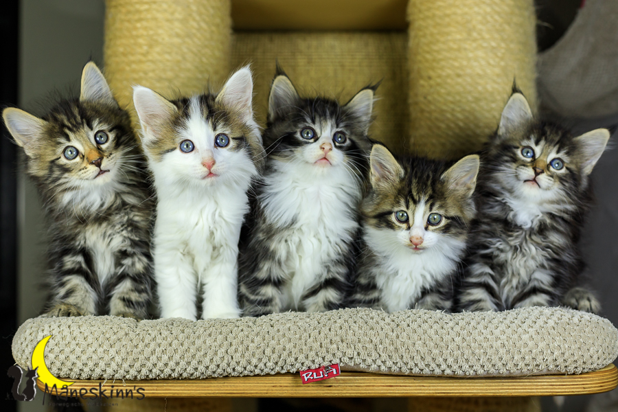 Wurf M (48 Tage alt)