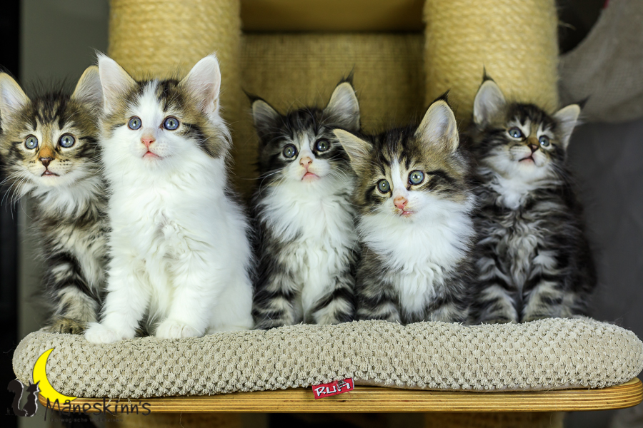 Wurf M (48 Tage alt)