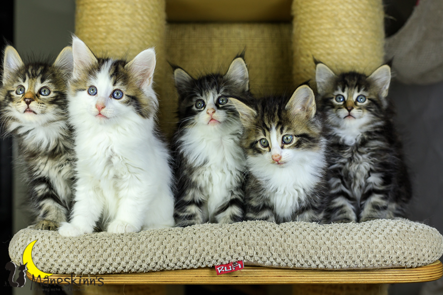 Wurf M (48 Tage alt)