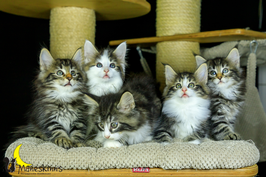 Wurf M (56 Tage alt)