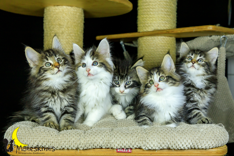 Wurf M (56 Tage alt)