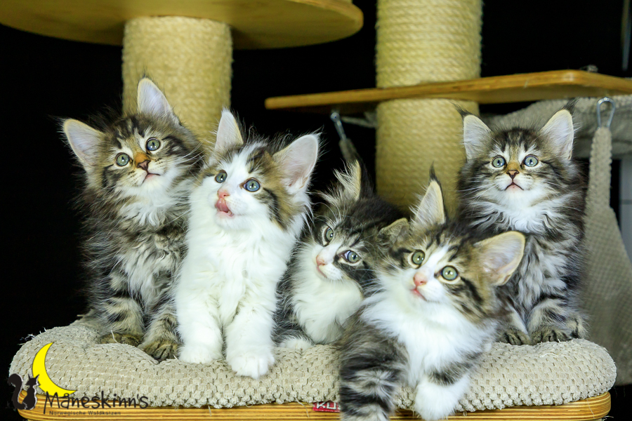 Wurf M (56 Tage alt)