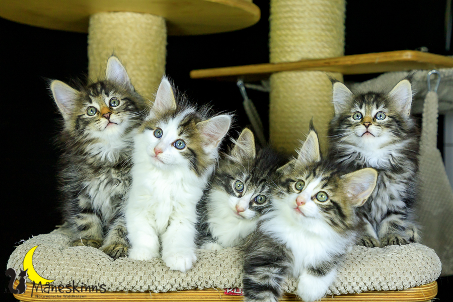 Wurf M (56 Tage alt)