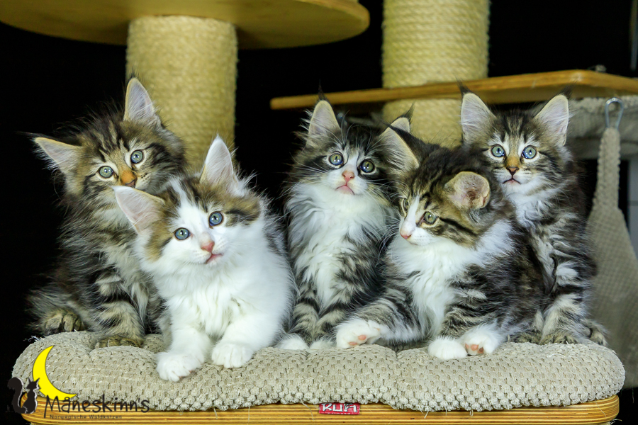 Wurf M (56 Tage alt)