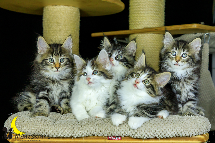 Wurf M (56 Tage alt)