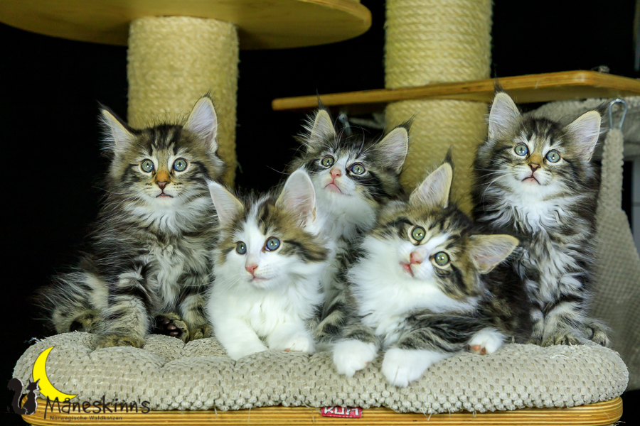 Wurf M (56 Tage alt)