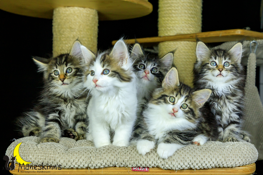 Wurf M (56 Tage alt)