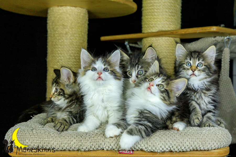 Wurf M (56 Tage alt)