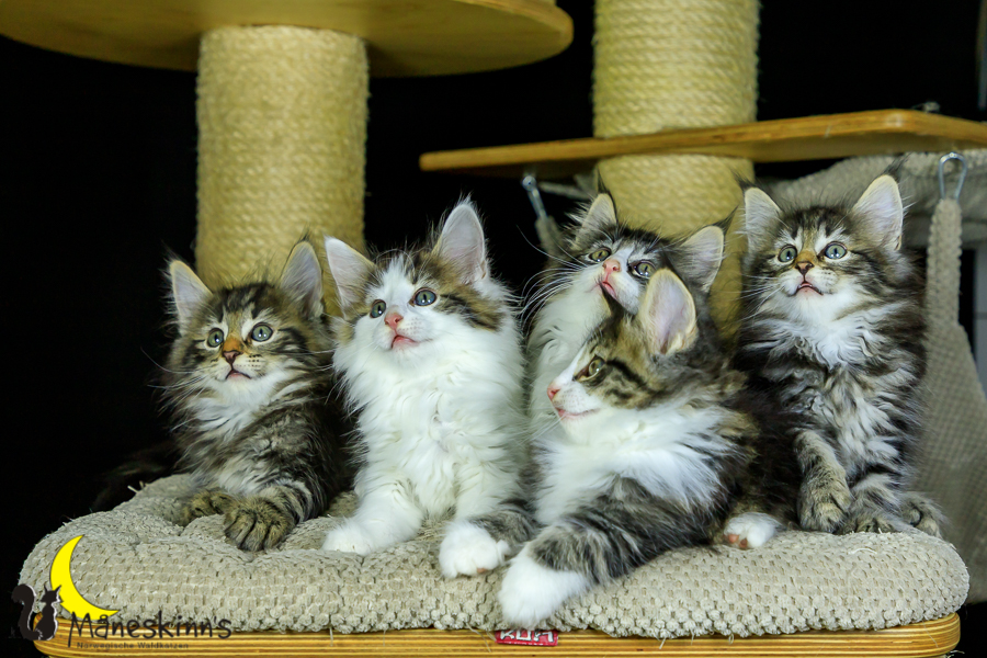 Wurf M (56 Tage alt)