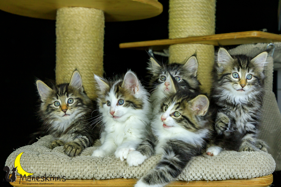 Wurf M (56 Tage alt)