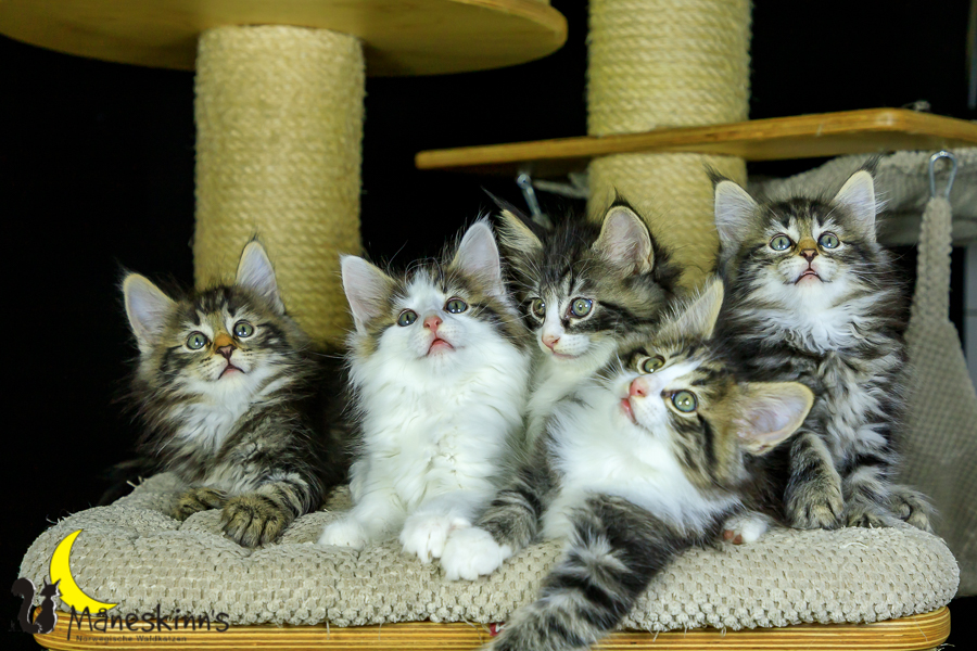 Wurf M (56 Tage alt)