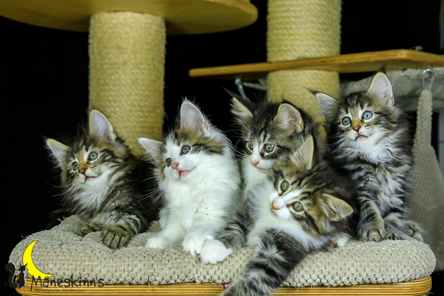 Wurf M (56 Tage alt)