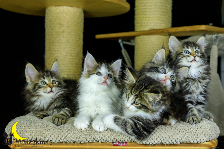 Wurf M (56 Tage alt)