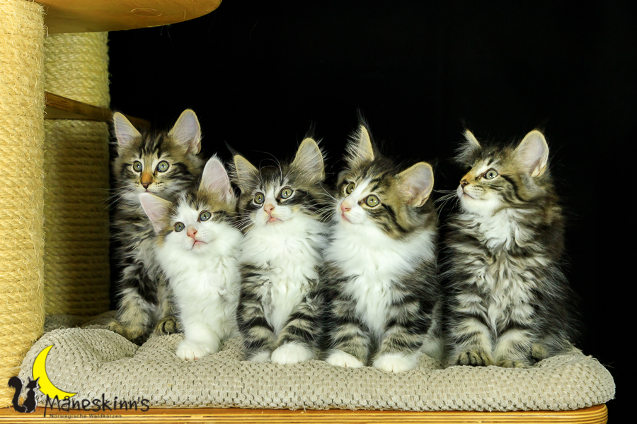 Wurf M (62 Tage alt)