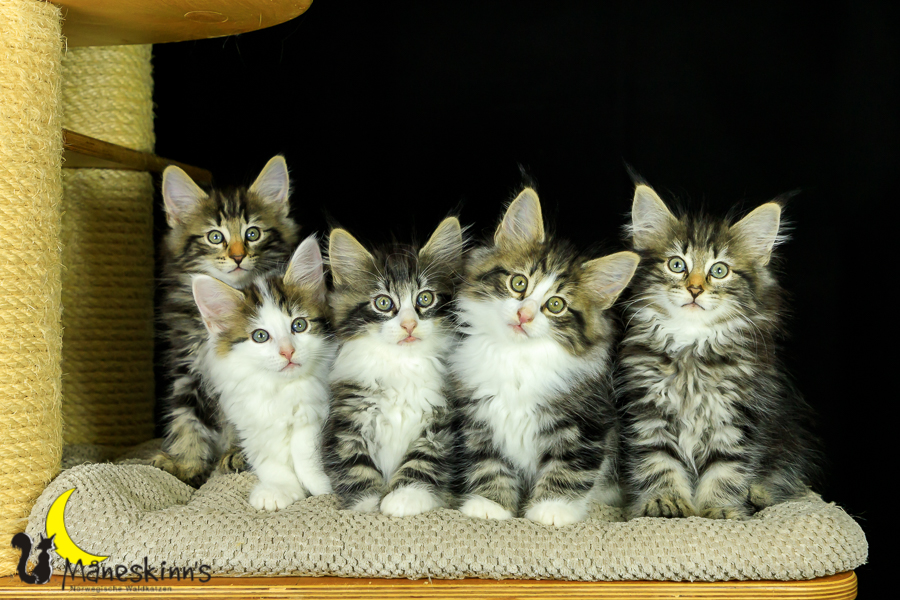 Wurf M (62 Tage alt)