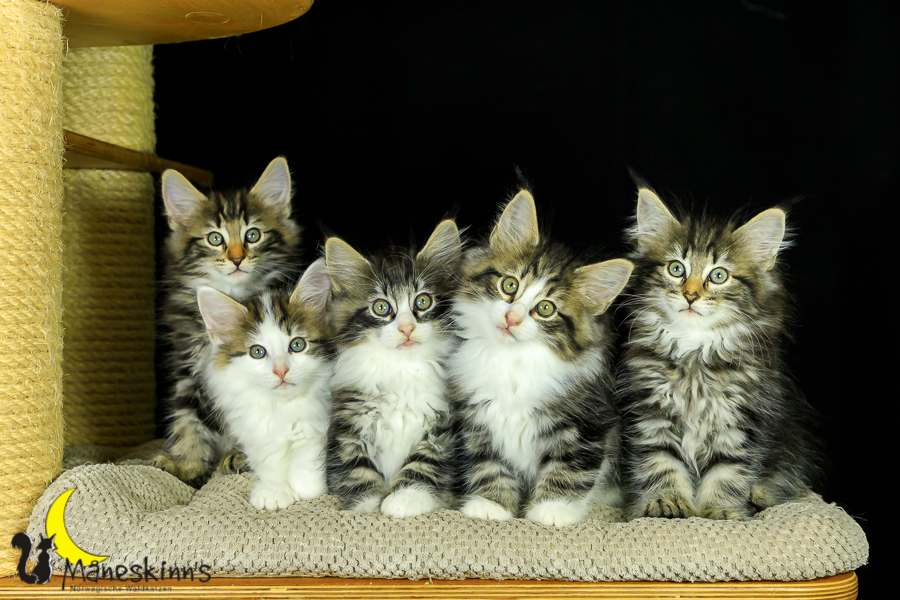 Wurf M (62 Tage alt)