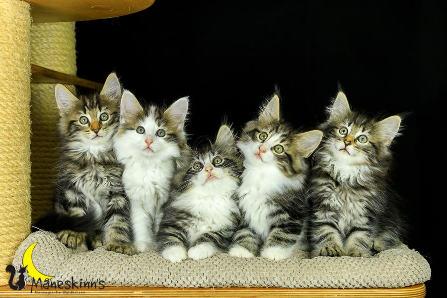 Wurf M (62 Tage alt)