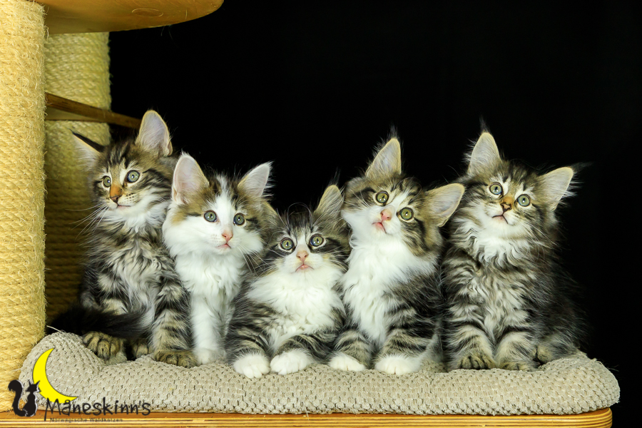 Wurf M (62 Tage alt)