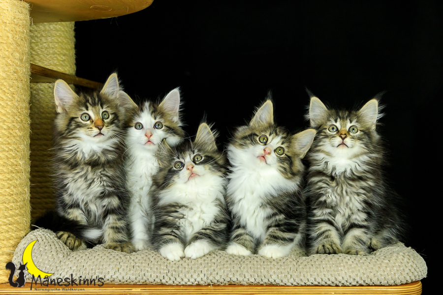 Wurf M (62 Tage alt)