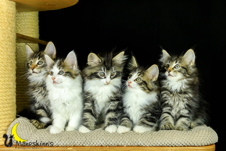 Wurf M (62 Tage alt)