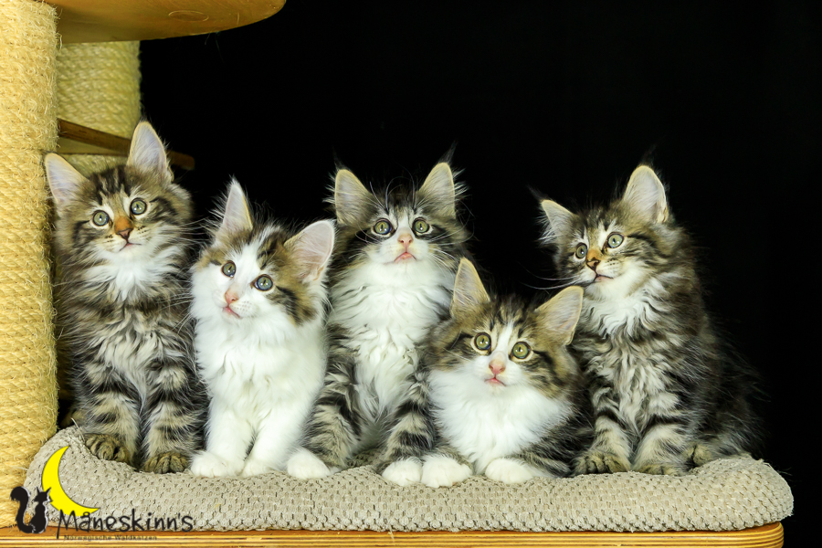 Wurf M (62 Tage alt)