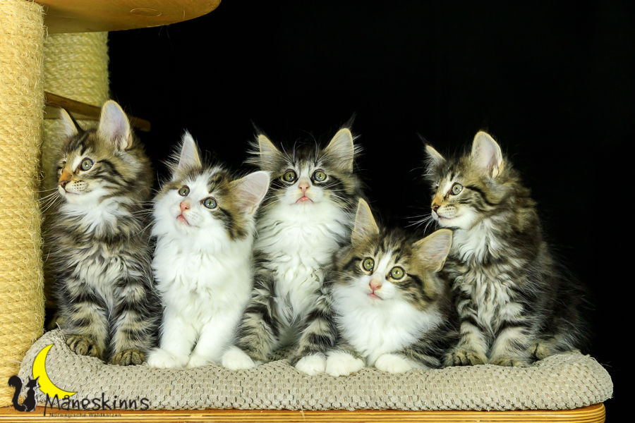 Wurf M (62 Tage alt)