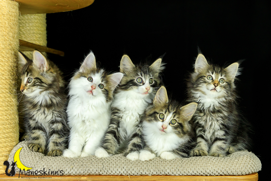 Wurf M (62 Tage alt)