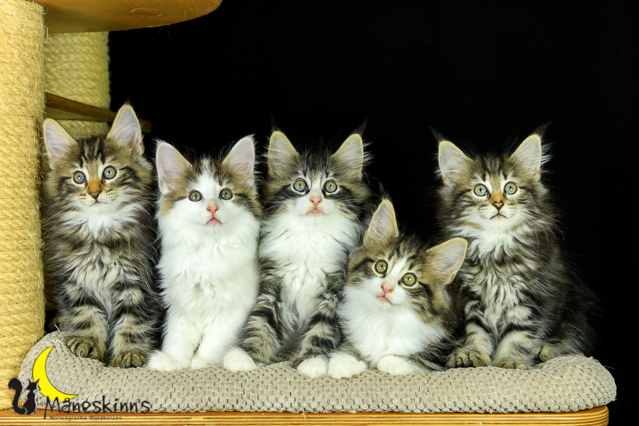 Wurf M (62 Tage alt)