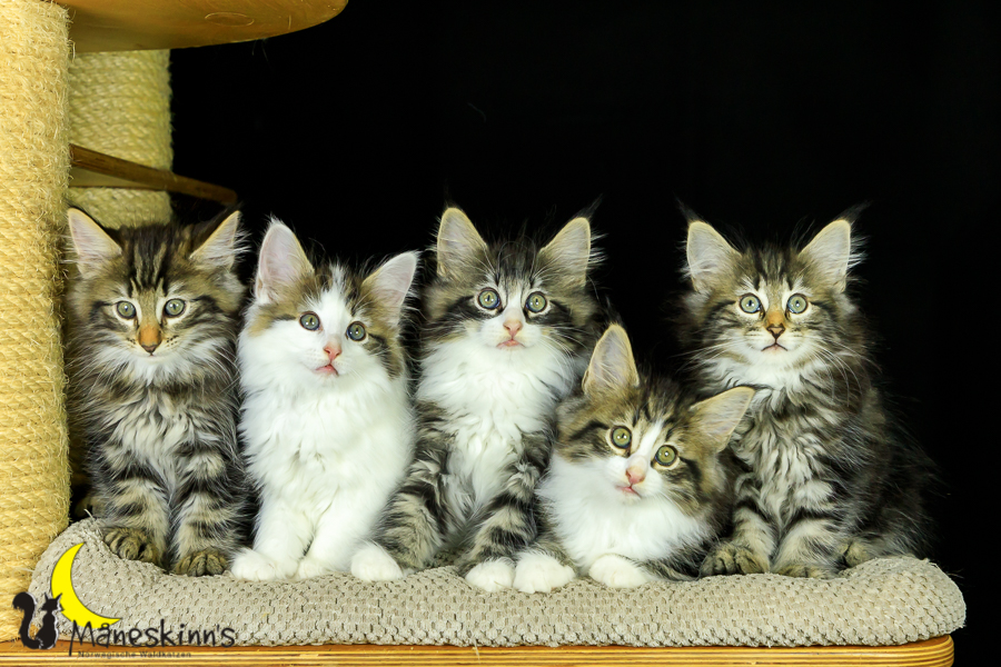 Wurf M (62 Tage alt)