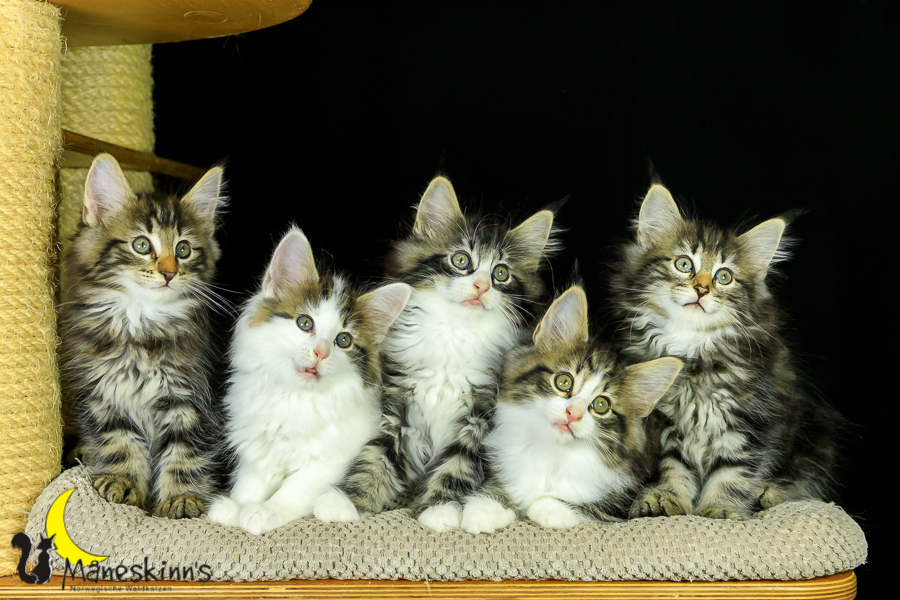 Wurf M (62 Tage alt)