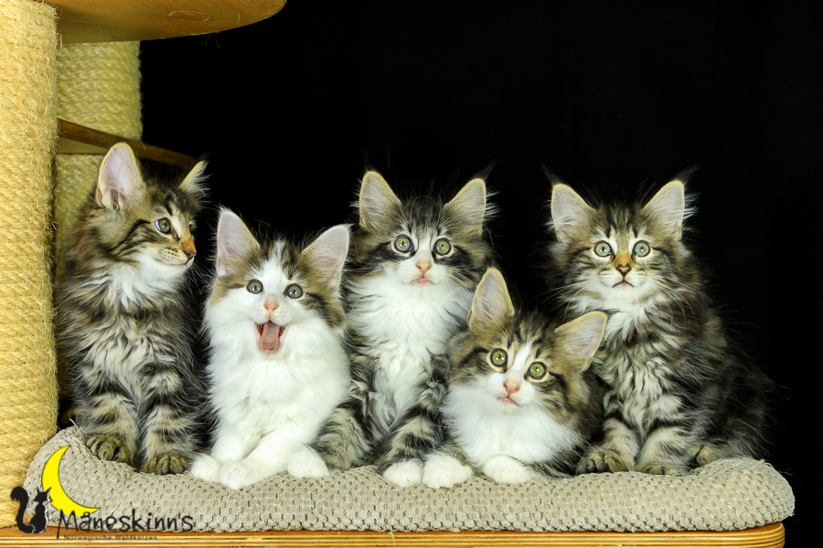 Wurf M (62 Tage alt)