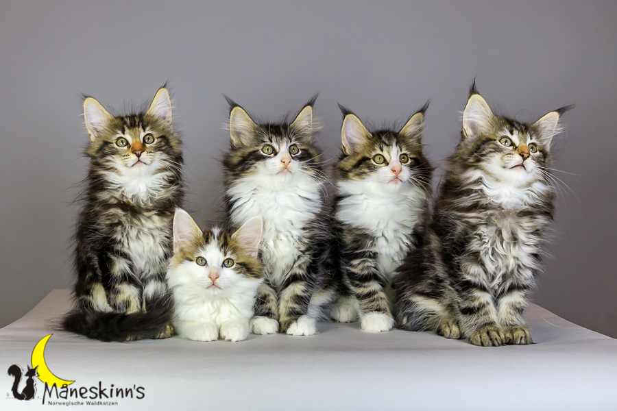 Wurf M (69 Tage alt)