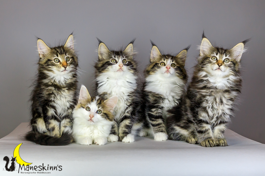 Wurf M (69 Tage alt)