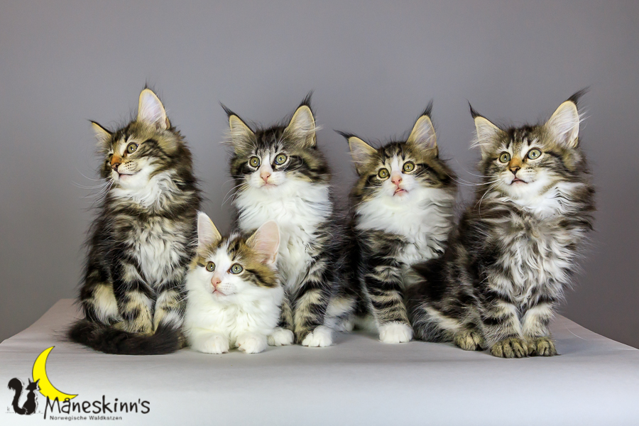 Wurf M (69 Tage alt)