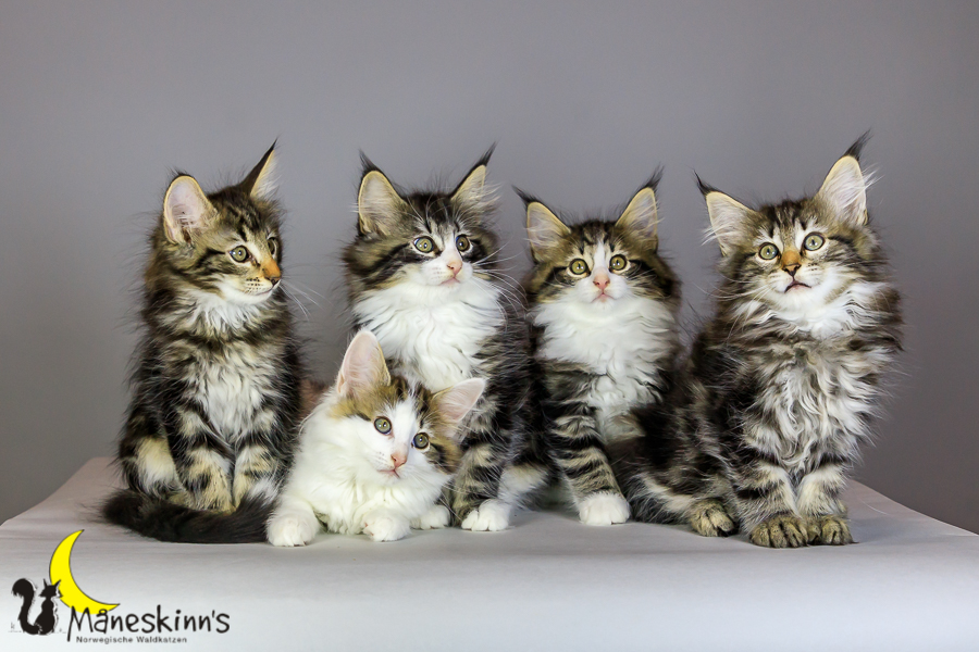 Wurf M (69 Tage alt)