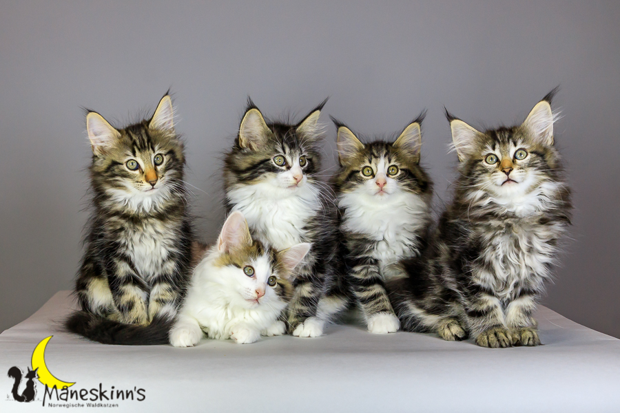 Wurf M (69 Tage alt)