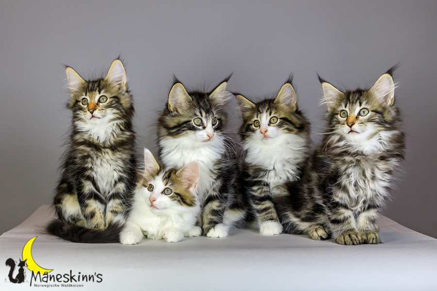 Wurf M (69 Tage alt)