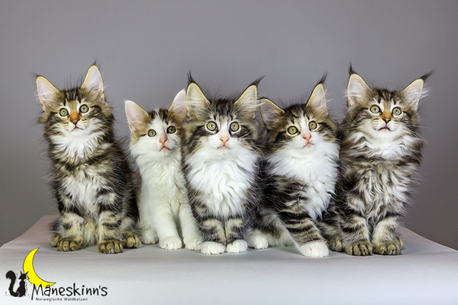 Wurf M (69 Tage alt)