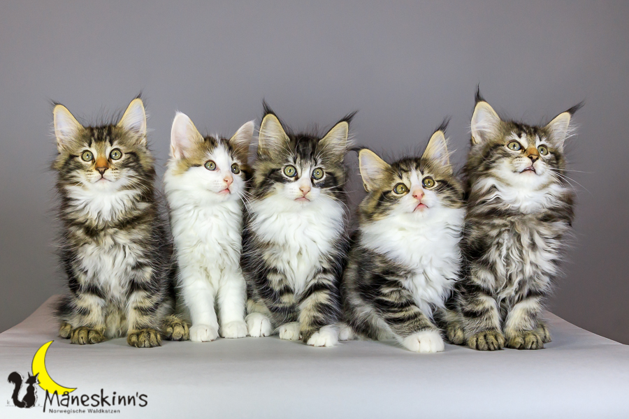 Wurf M (69 Tage alt)