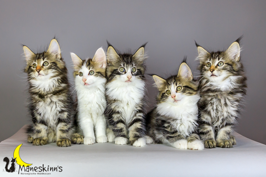 Wurf M (69 Tage alt)