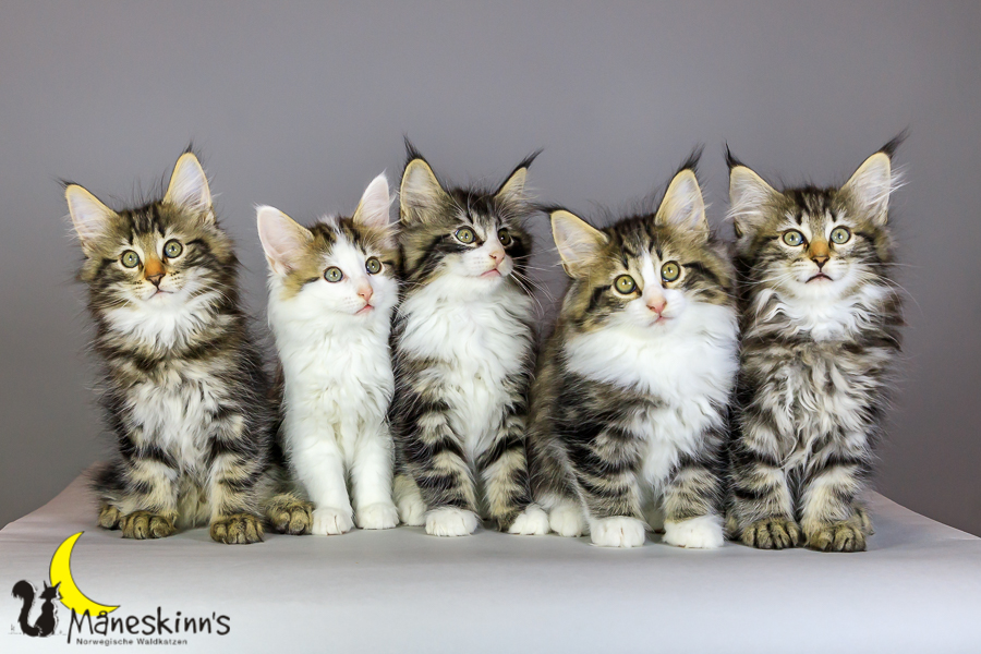 Wurf M (69 Tage alt)