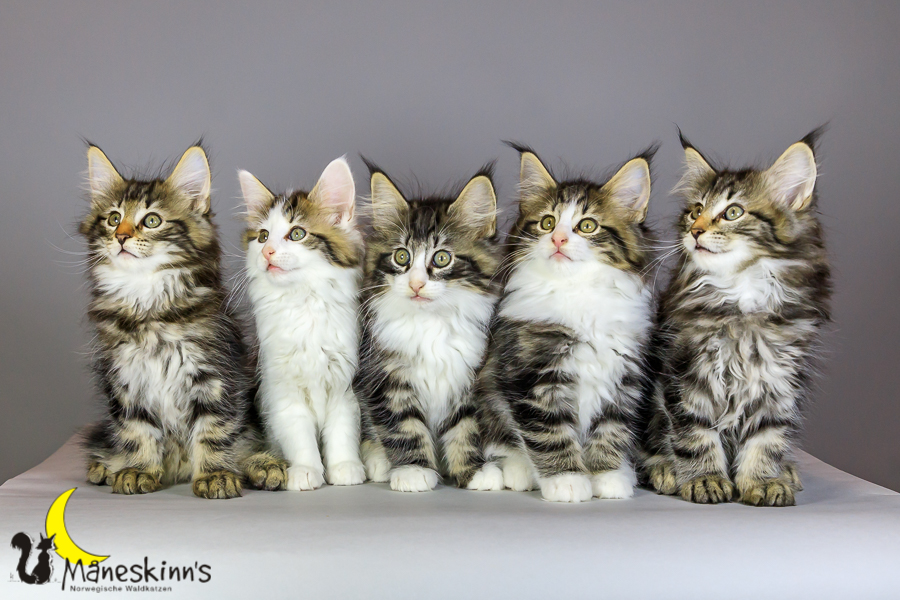 Wurf M (69 Tage alt)