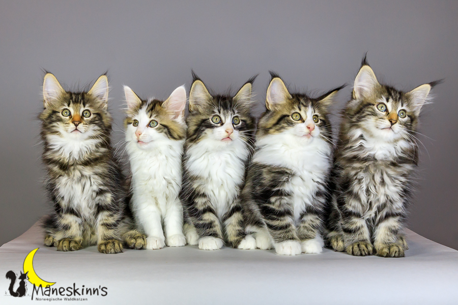 Wurf M (69 Tage alt)