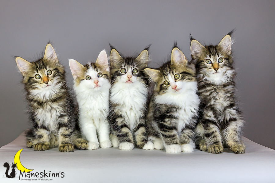 Wurf M (69 Tage alt)