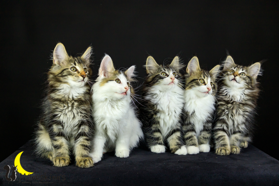 Wurf M (76 Tage alt)