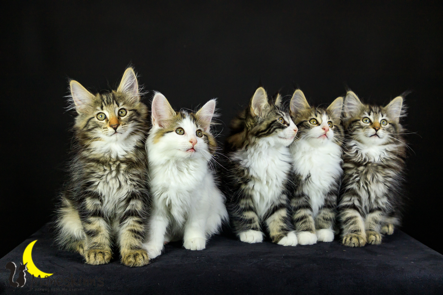 Wurf M (76 Tage alt)