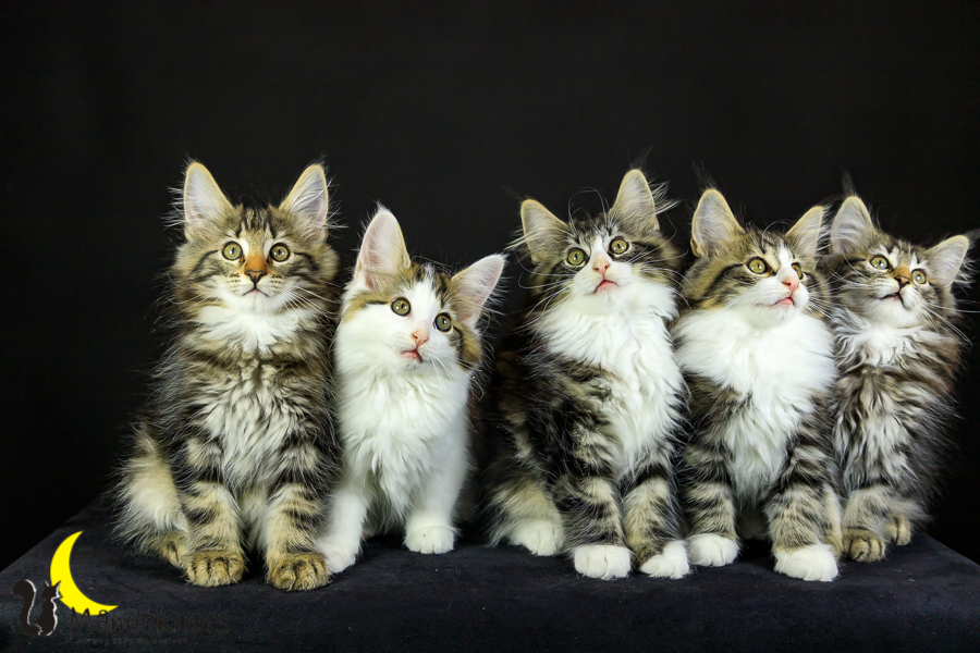 Wurf M (76 Tage alt)