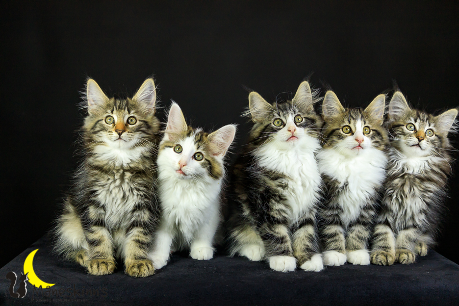 Wurf M (76 Tage alt)